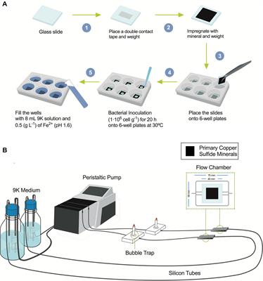 Biofilm Formation Is Crucial for Efficient Copper Bioleaching From Bornite Under Mesophilic Conditions: Unveiling the Lifestyle and Catalytic Role of Sulfur-Oxidizing Bacteria
